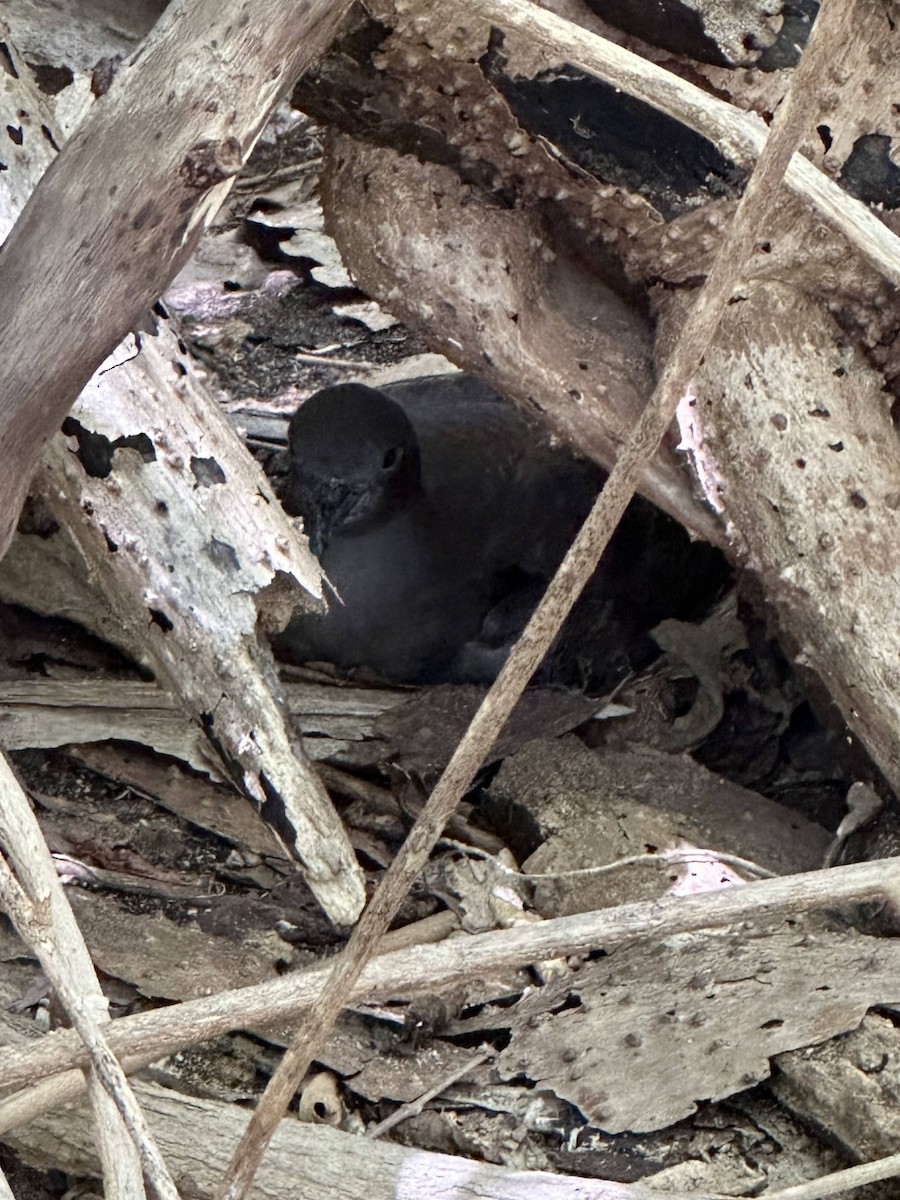 Wedge-tailed Shearwater - ML646083775