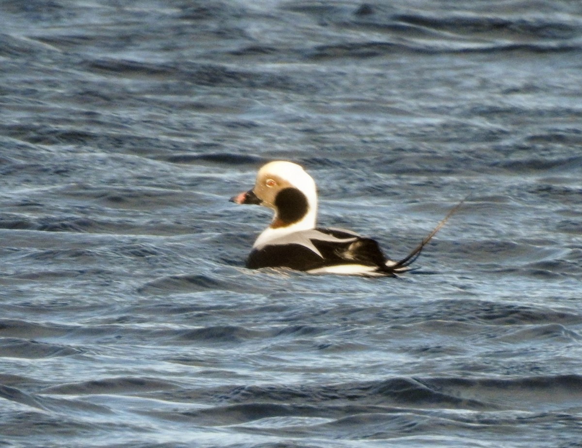 Moretta codona - ML646083781