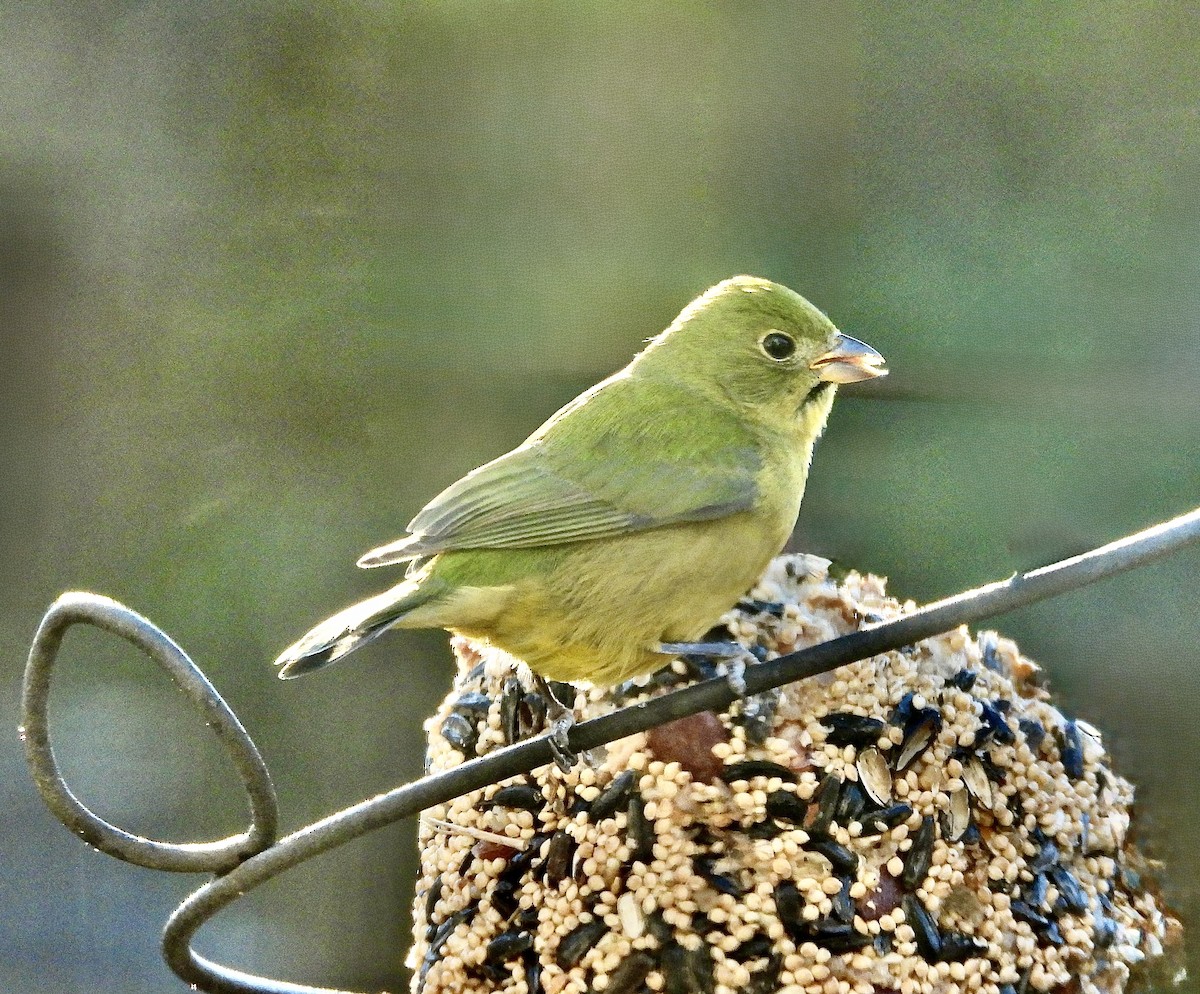 Painted Bunting - ML646083782