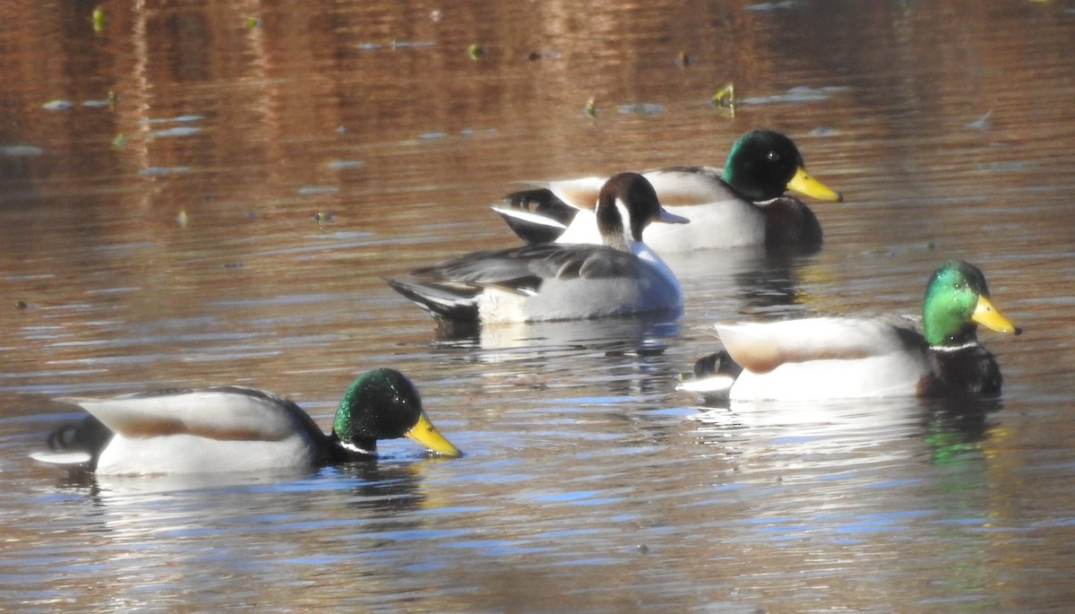 Mallard - ML646083783