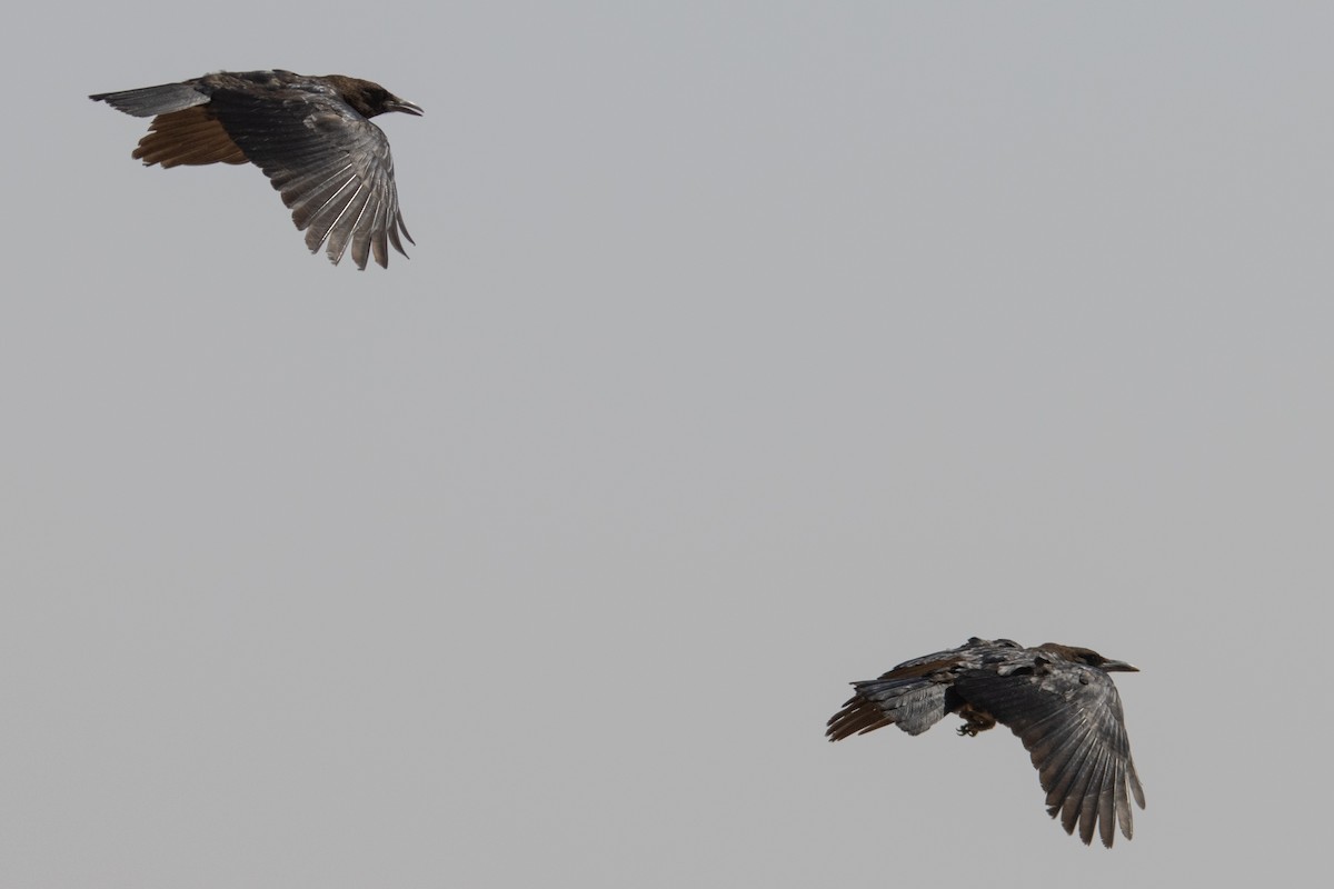 Cape Crow - ML646083786