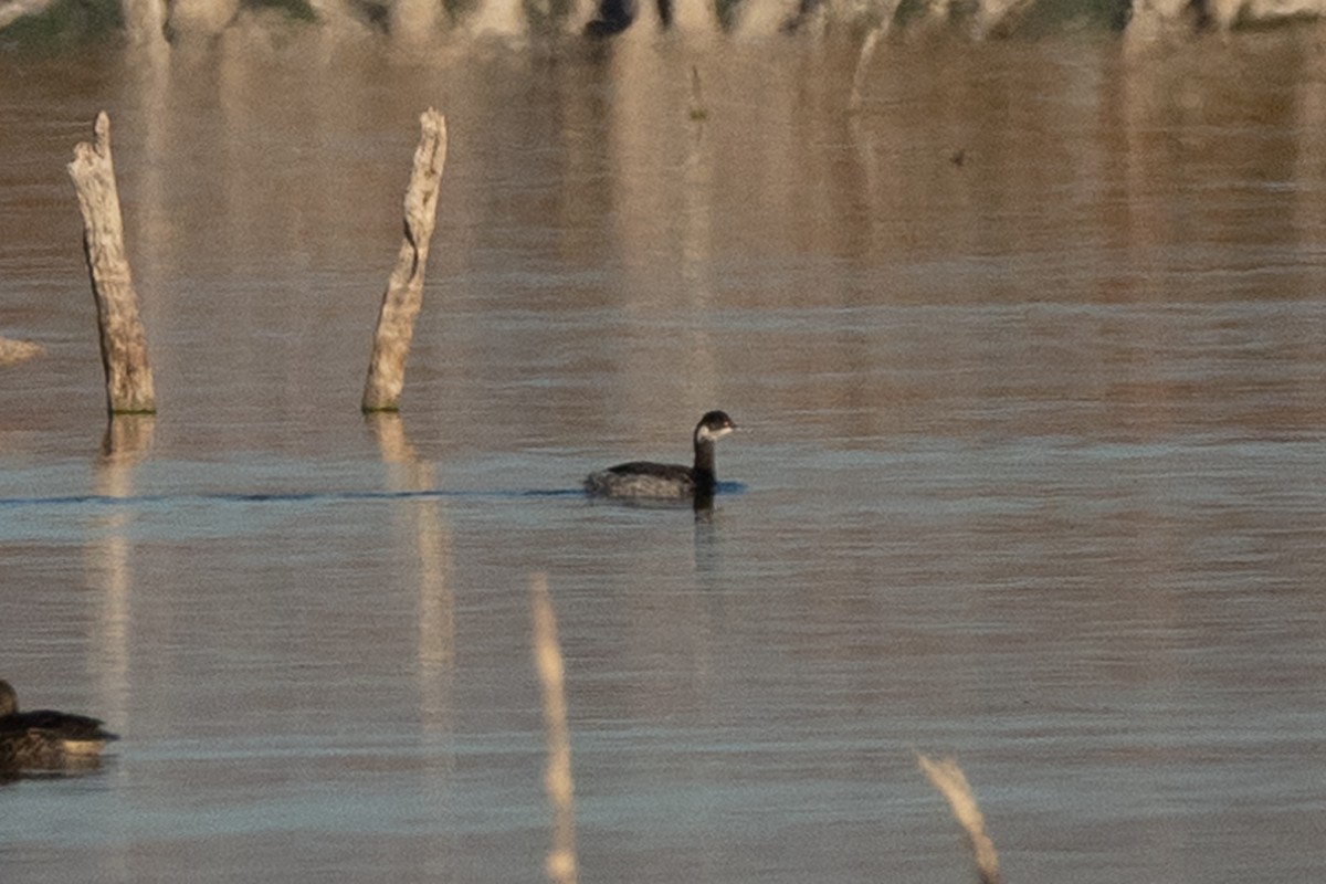 黑頸鸊鷉 - ML646083788