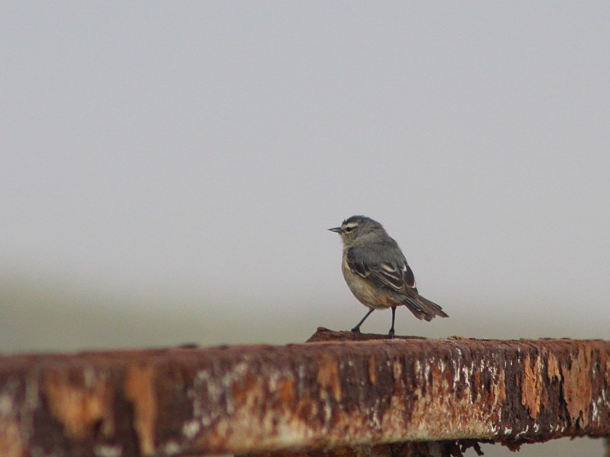 Cinereous Conebill - ML646083791