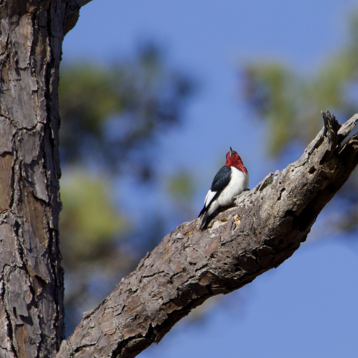 Red-headed Woodpecker - ML646083793