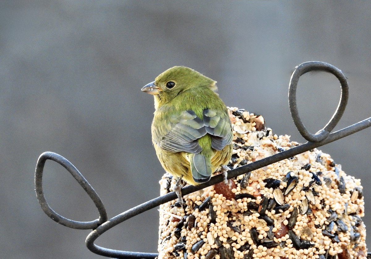 Painted Bunting - ML646083794