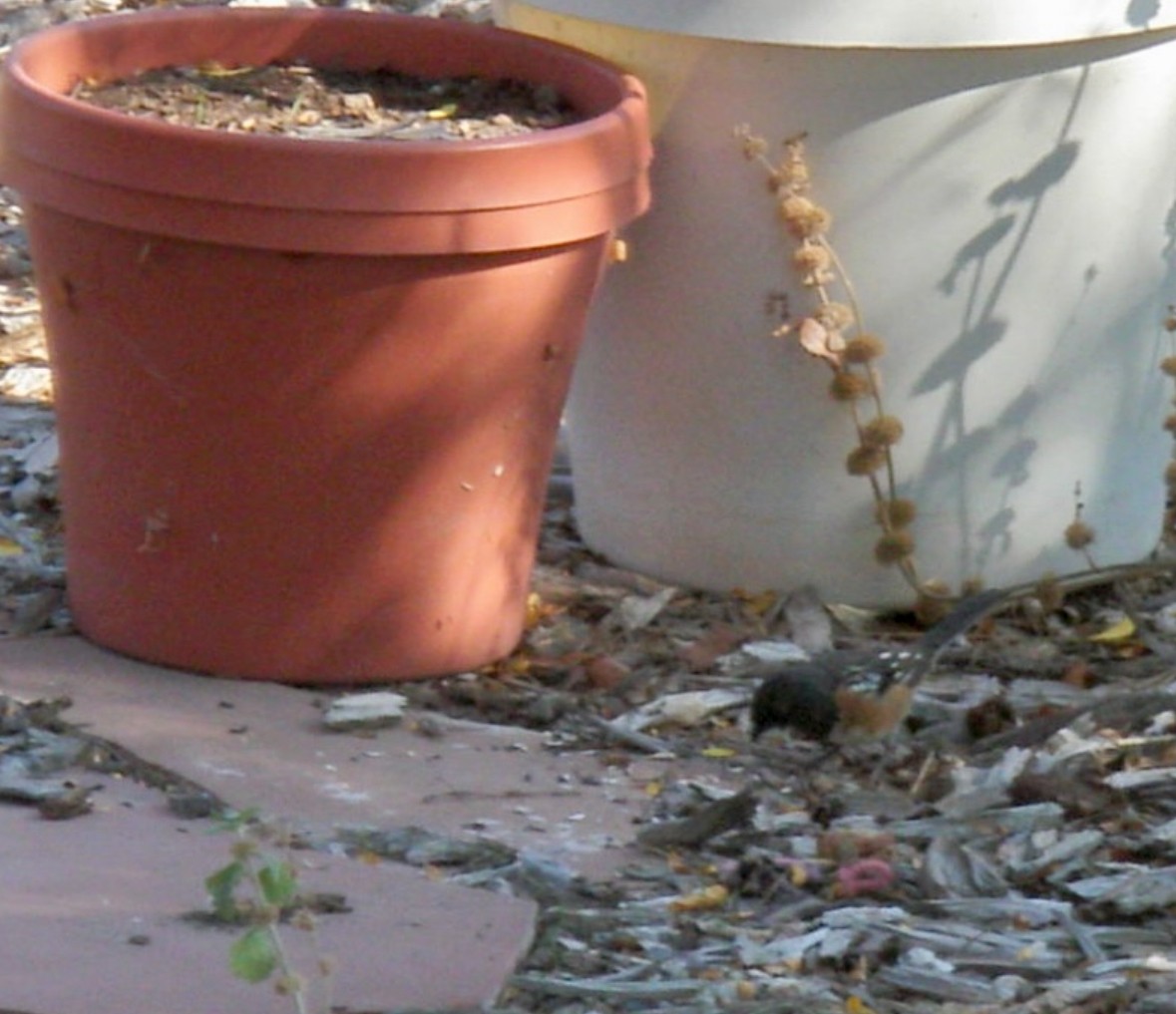 Spotted Towhee - ML646083796