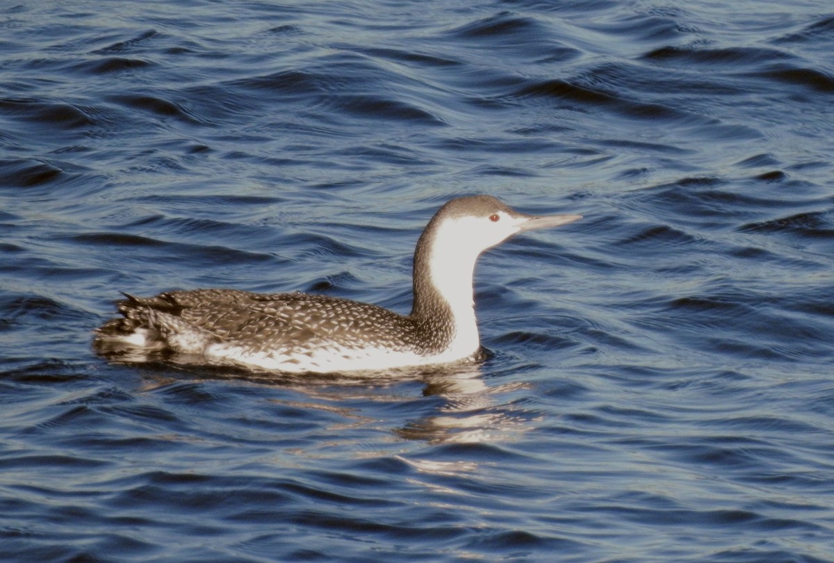 Strolaga minore - ML646083797