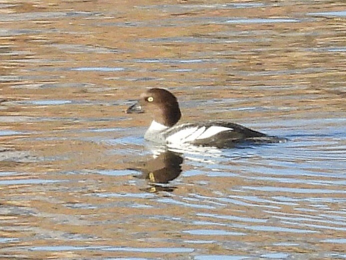 Quattrocchi - ML646083798