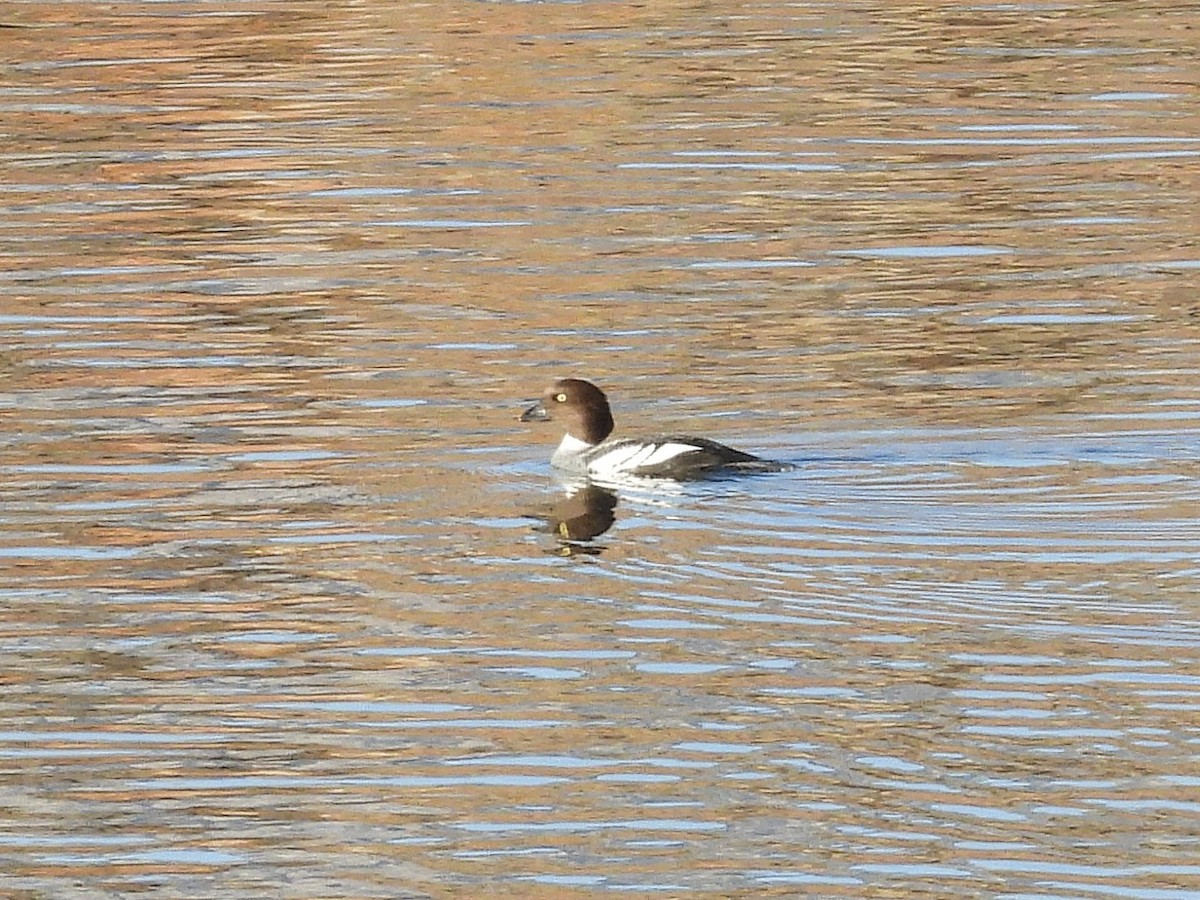 Quattrocchi - ML646083799