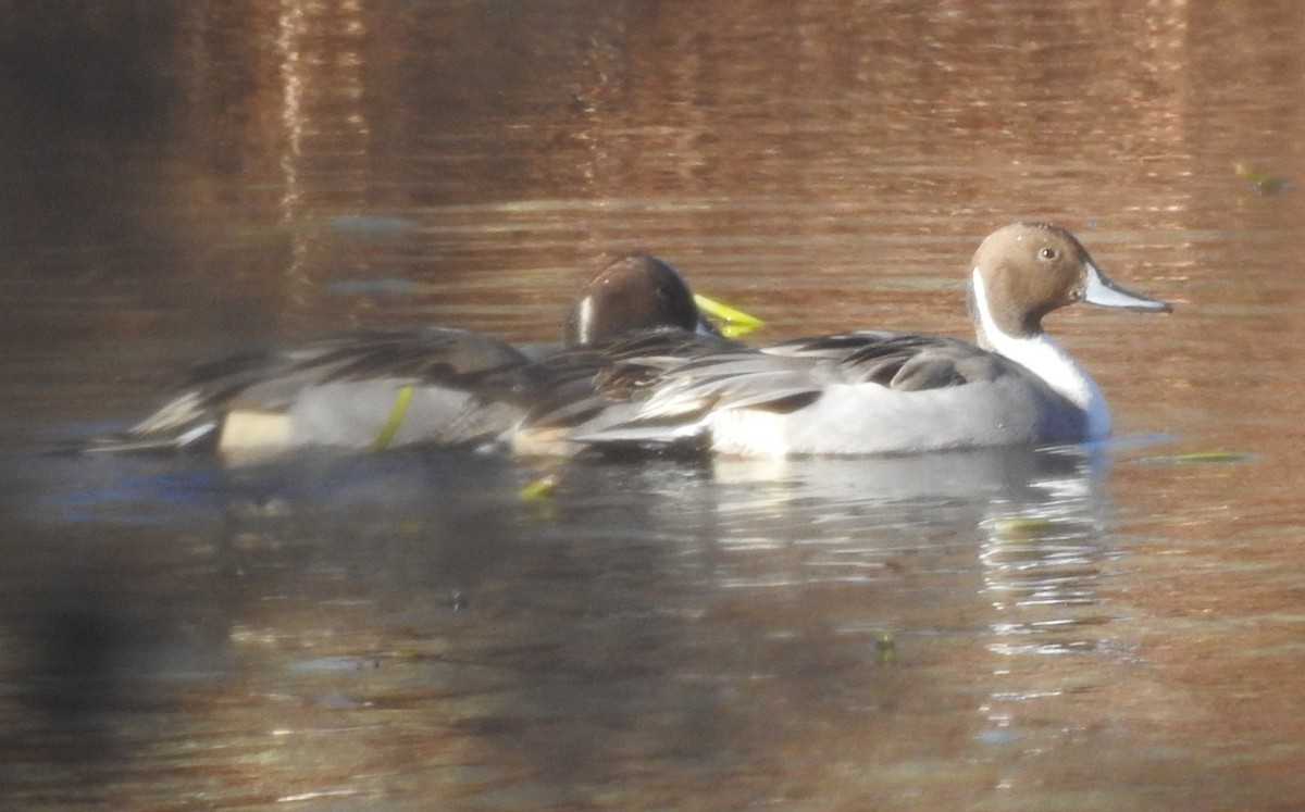 Northern Pintail - ML646083801