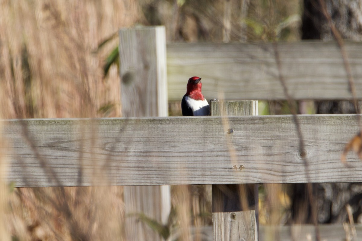 Red-headed Woodpecker - ML646083810