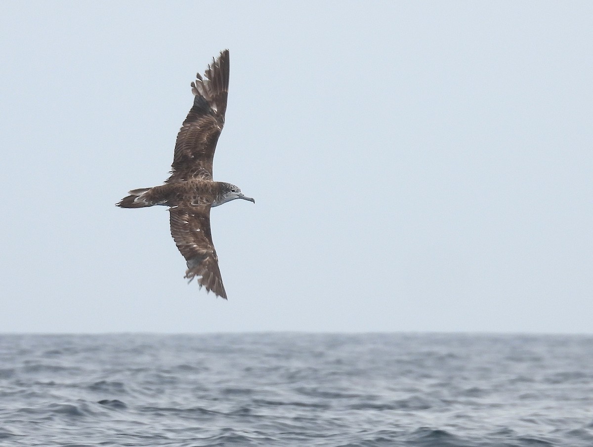 Streaked Shearwater - ML646083811