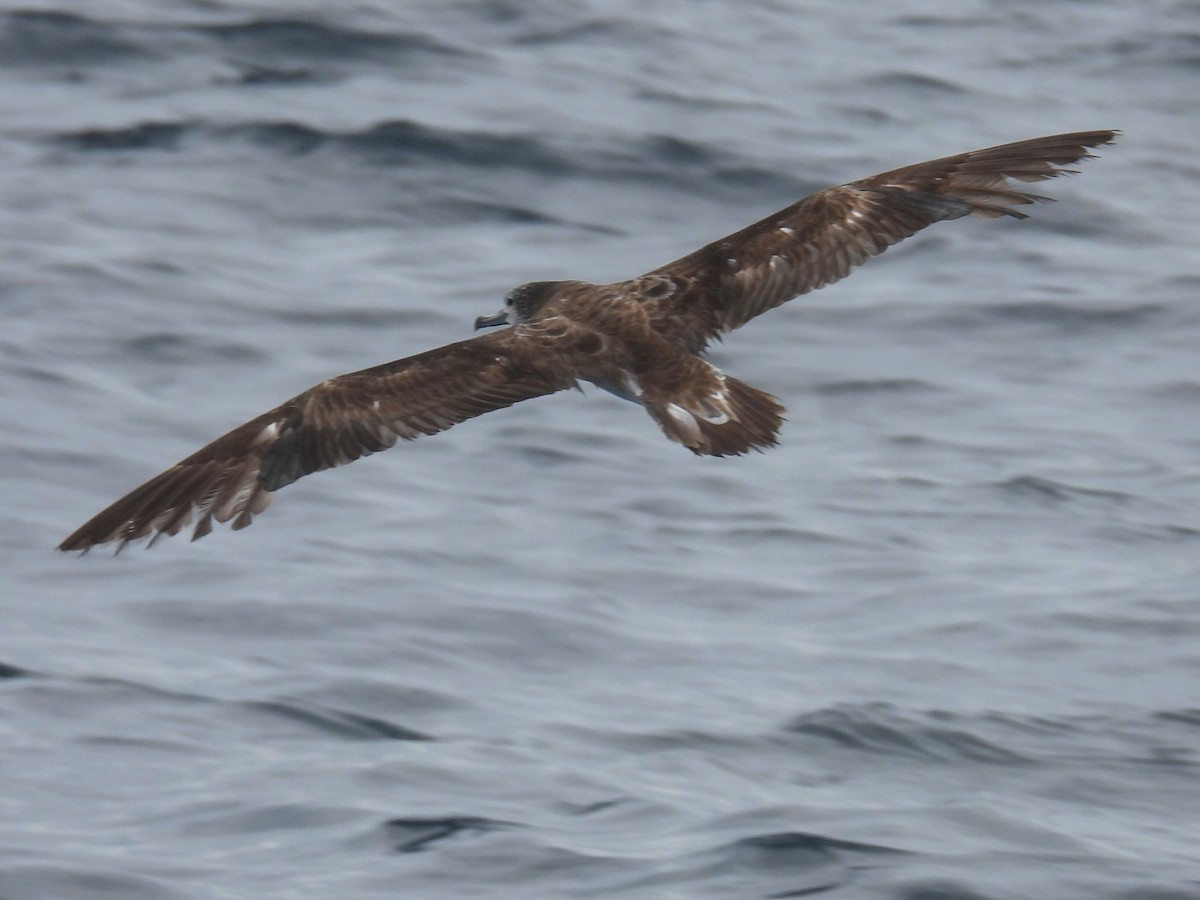 Streaked Shearwater - ML646083812