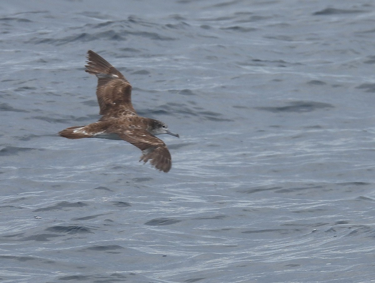 Streaked Shearwater - ML646083813