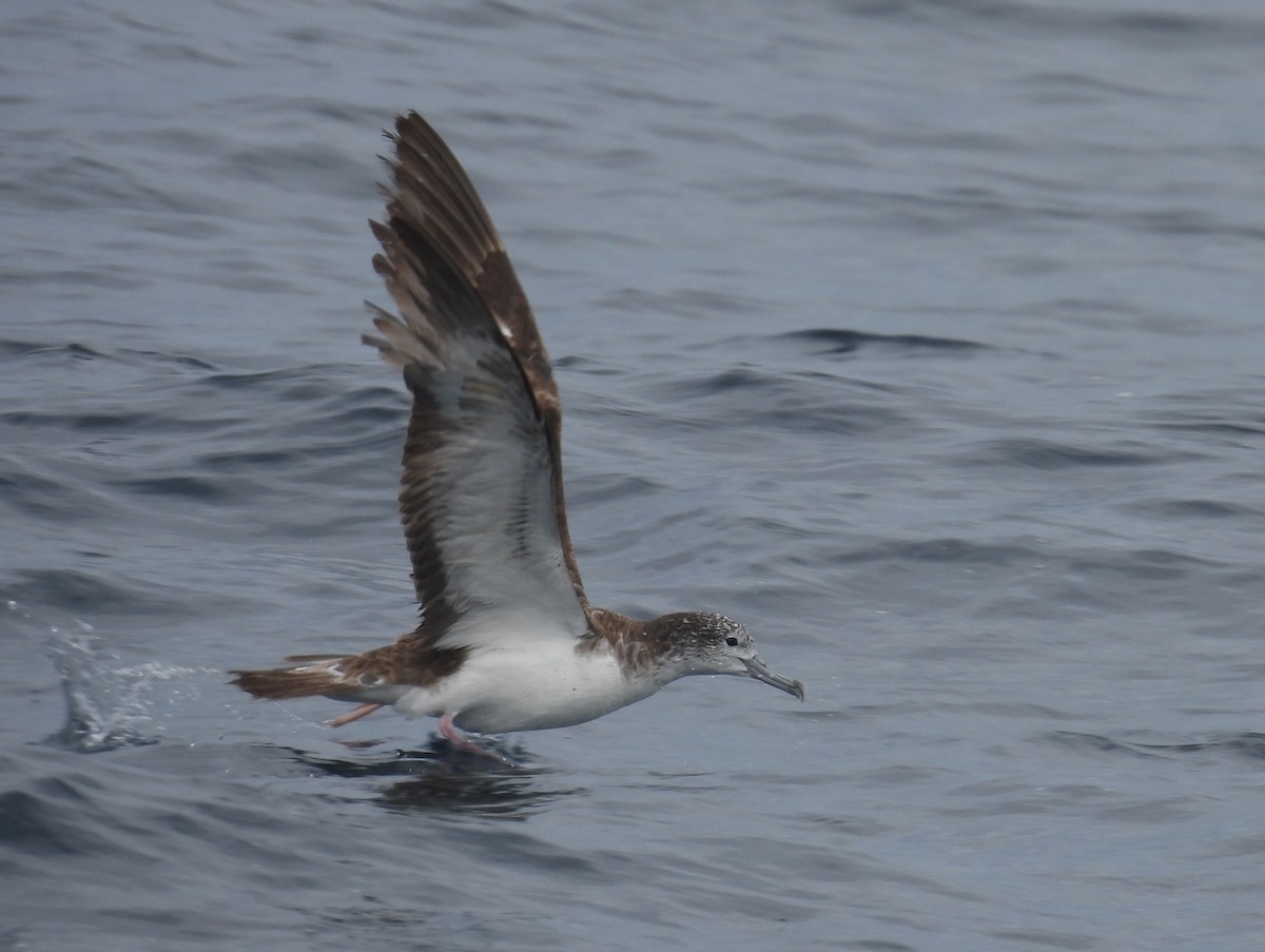 Streaked Shearwater - ML646083814