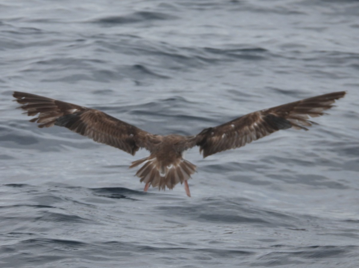 Streaked Shearwater - ML646083815