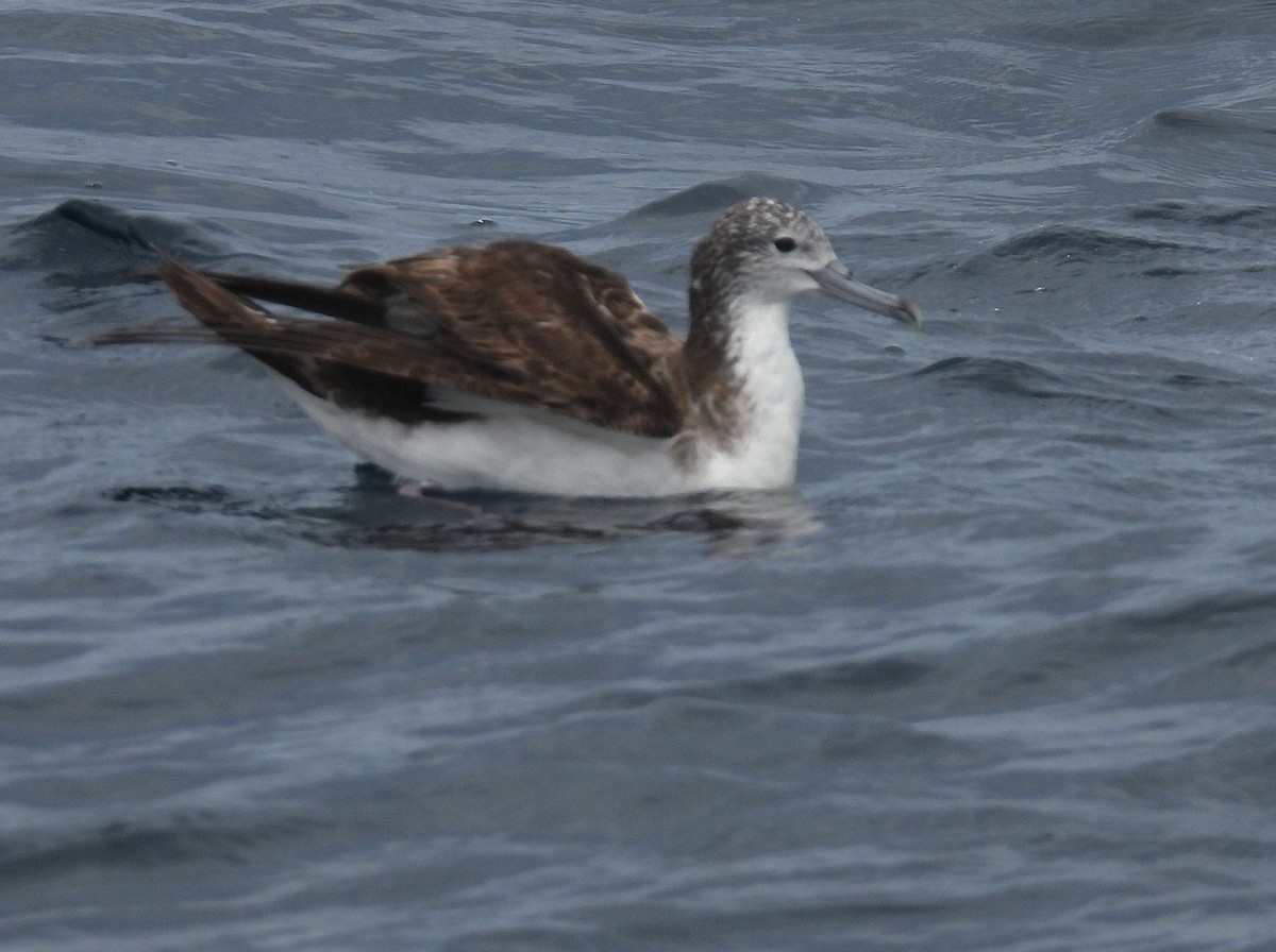 Streaked Shearwater - ML646083818