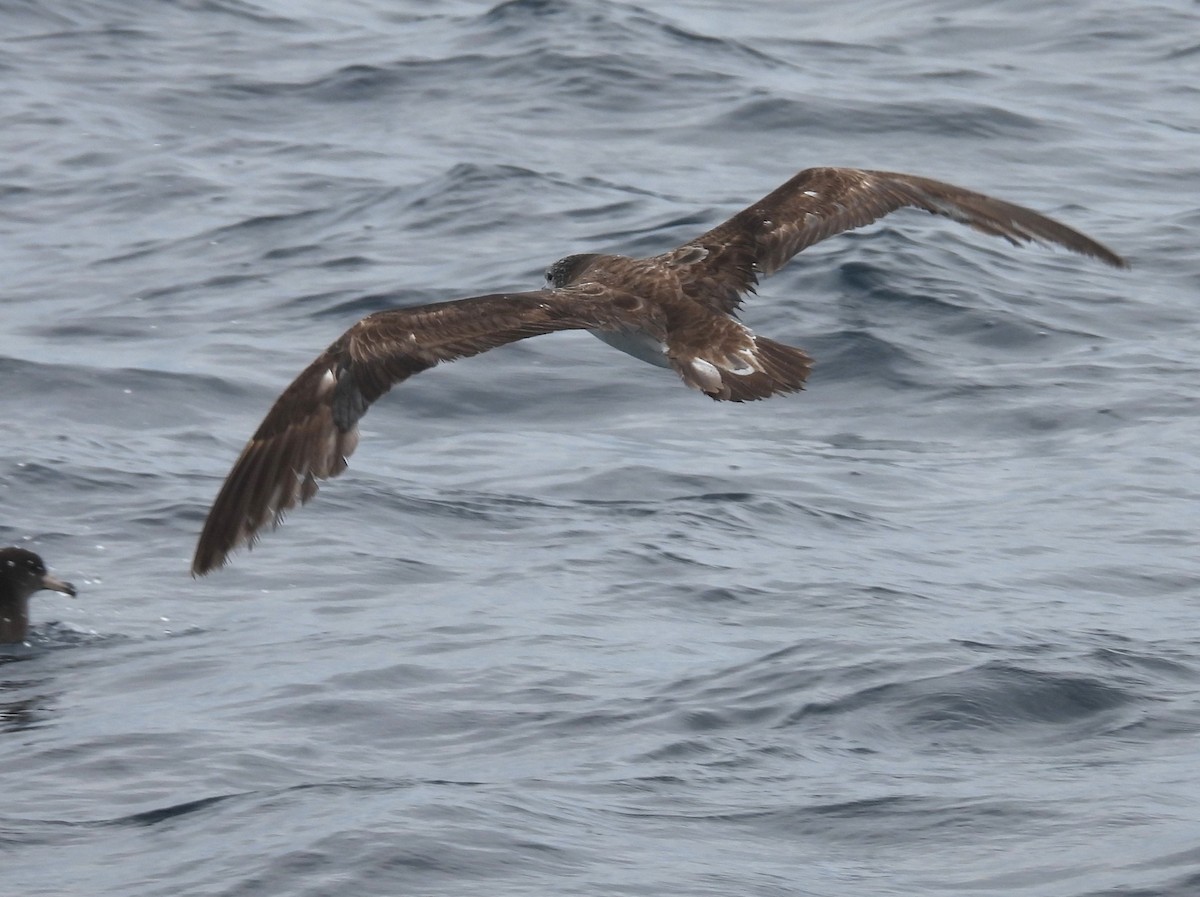 Streaked Shearwater - ML646083819