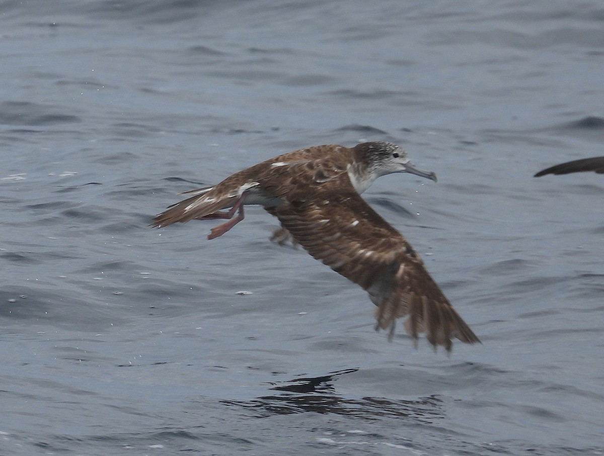 Streaked Shearwater - ML646083820