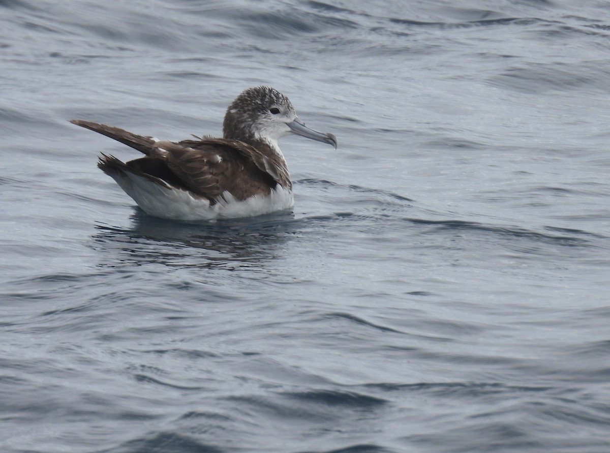 Streaked Shearwater - ML646083821