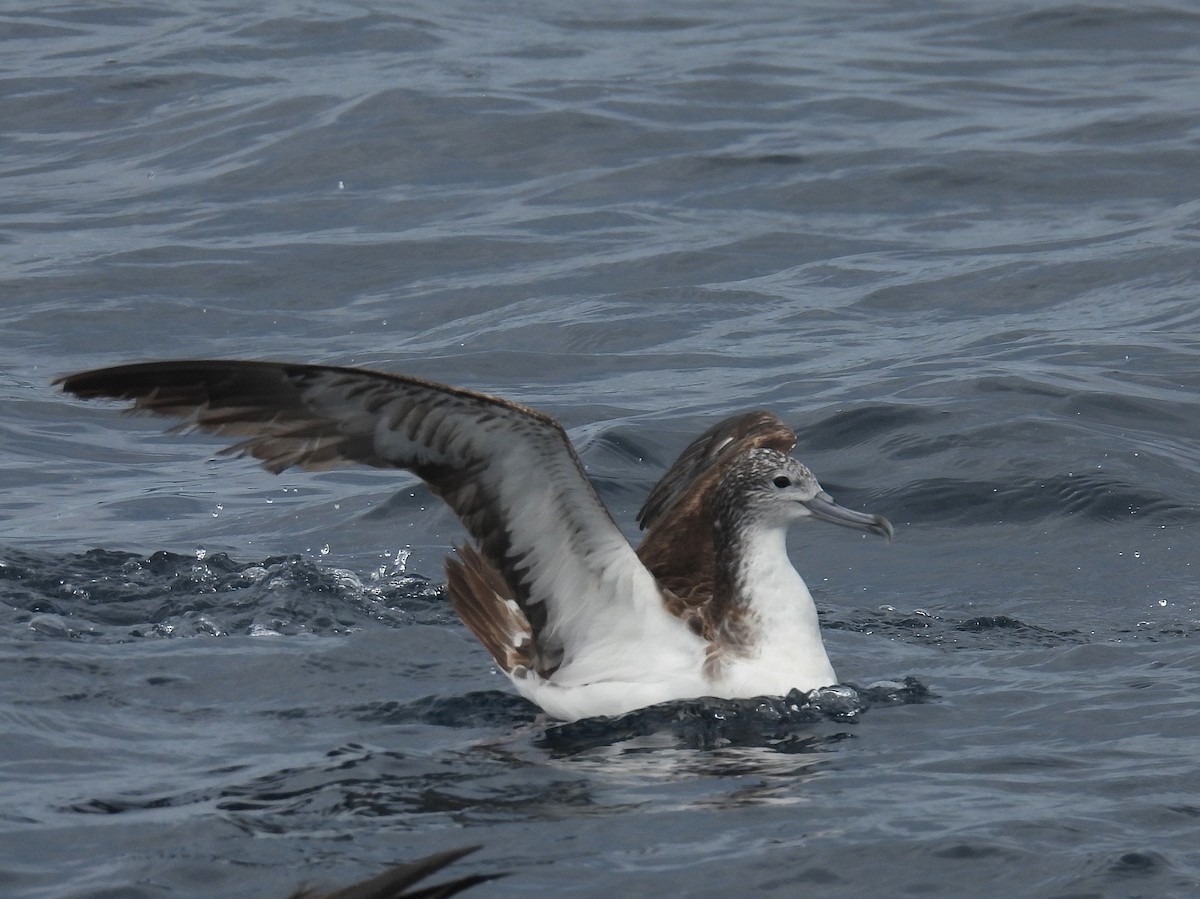 Streaked Shearwater - ML646083822
