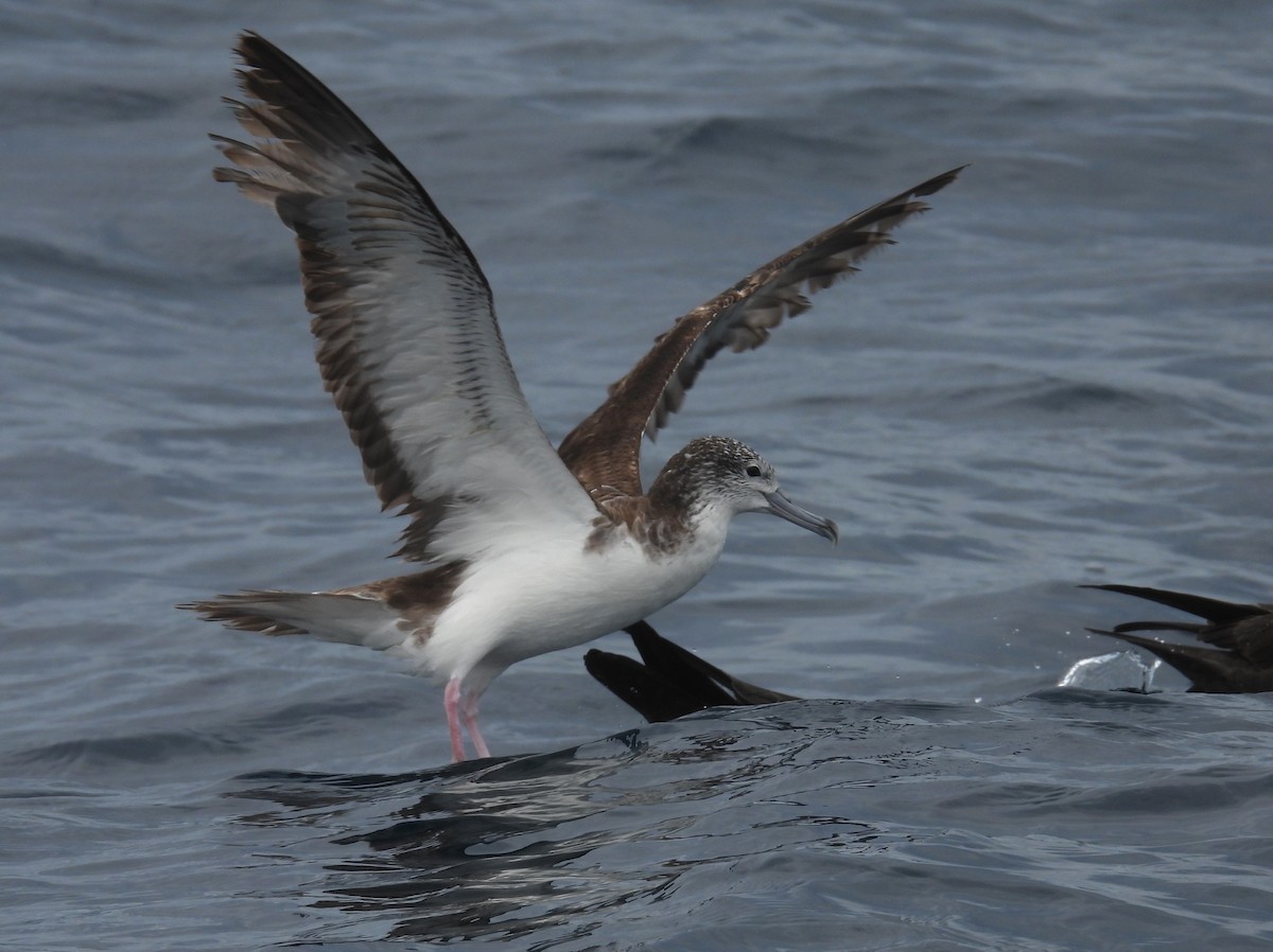 Streaked Shearwater - ML646083823