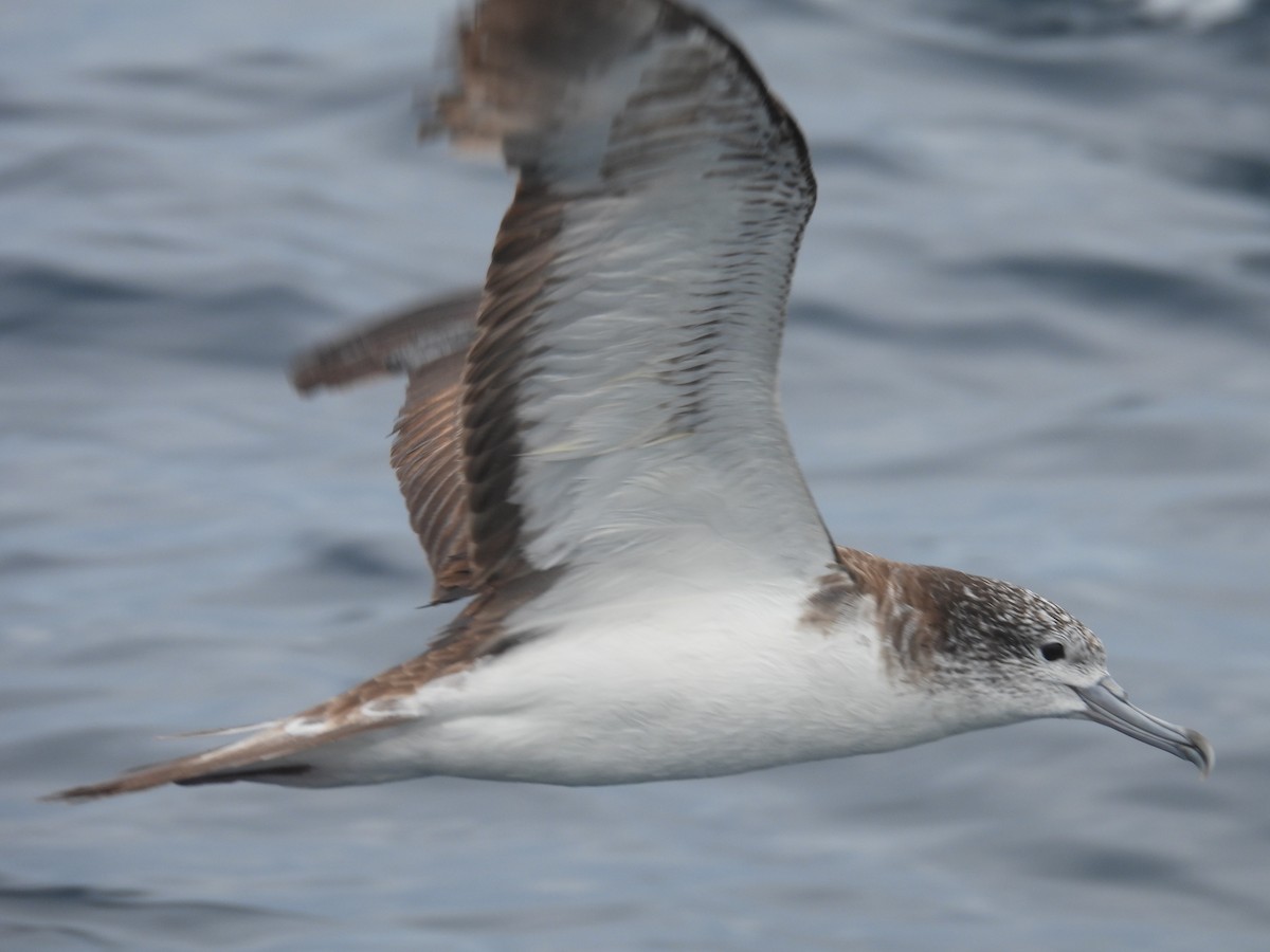 Streaked Shearwater - ML646083824