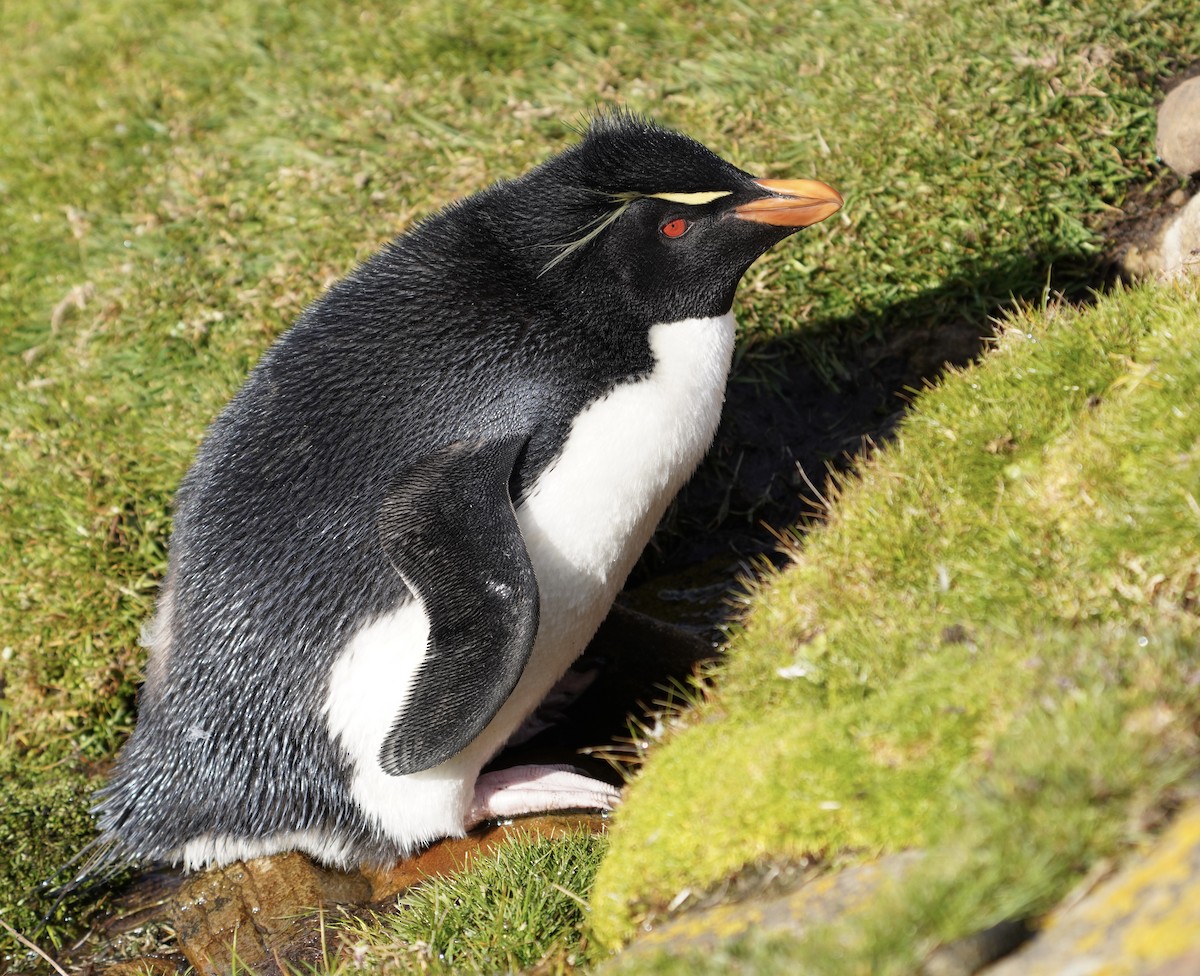 Batılı Zıplar Penguen - ML646083826