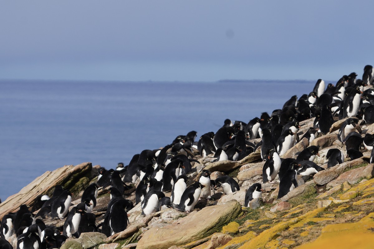 Batılı Zıplar Penguen - ML646083827