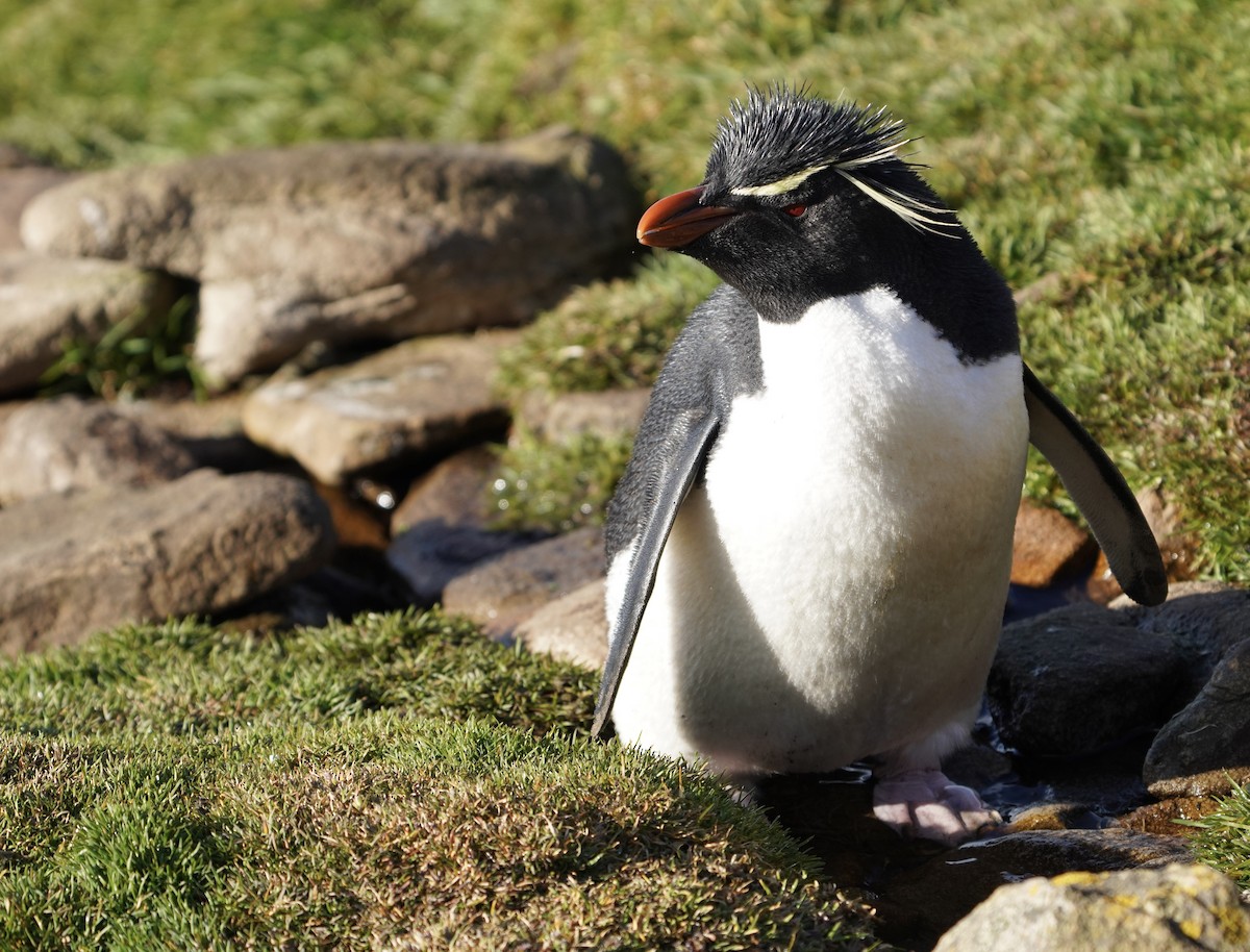 Batılı Zıplar Penguen - ML646083828