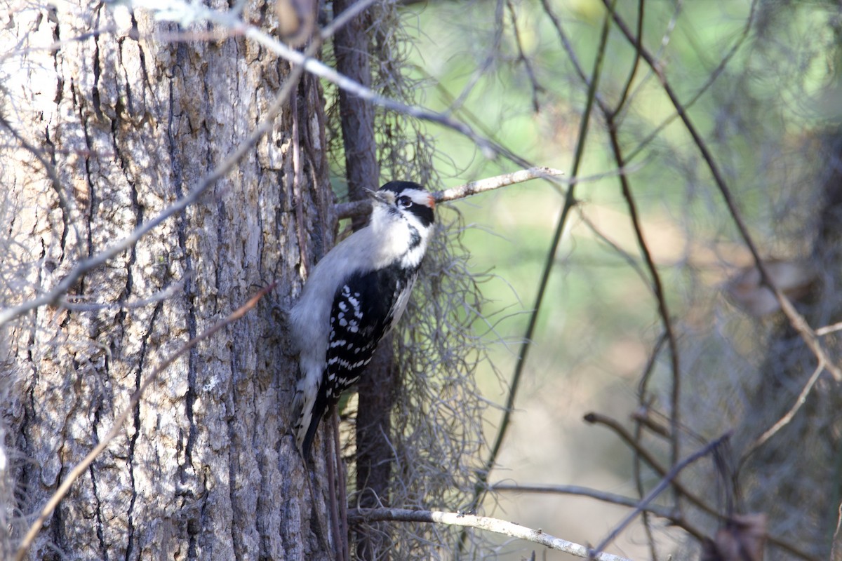 Downy Woodpecker - ML646083829