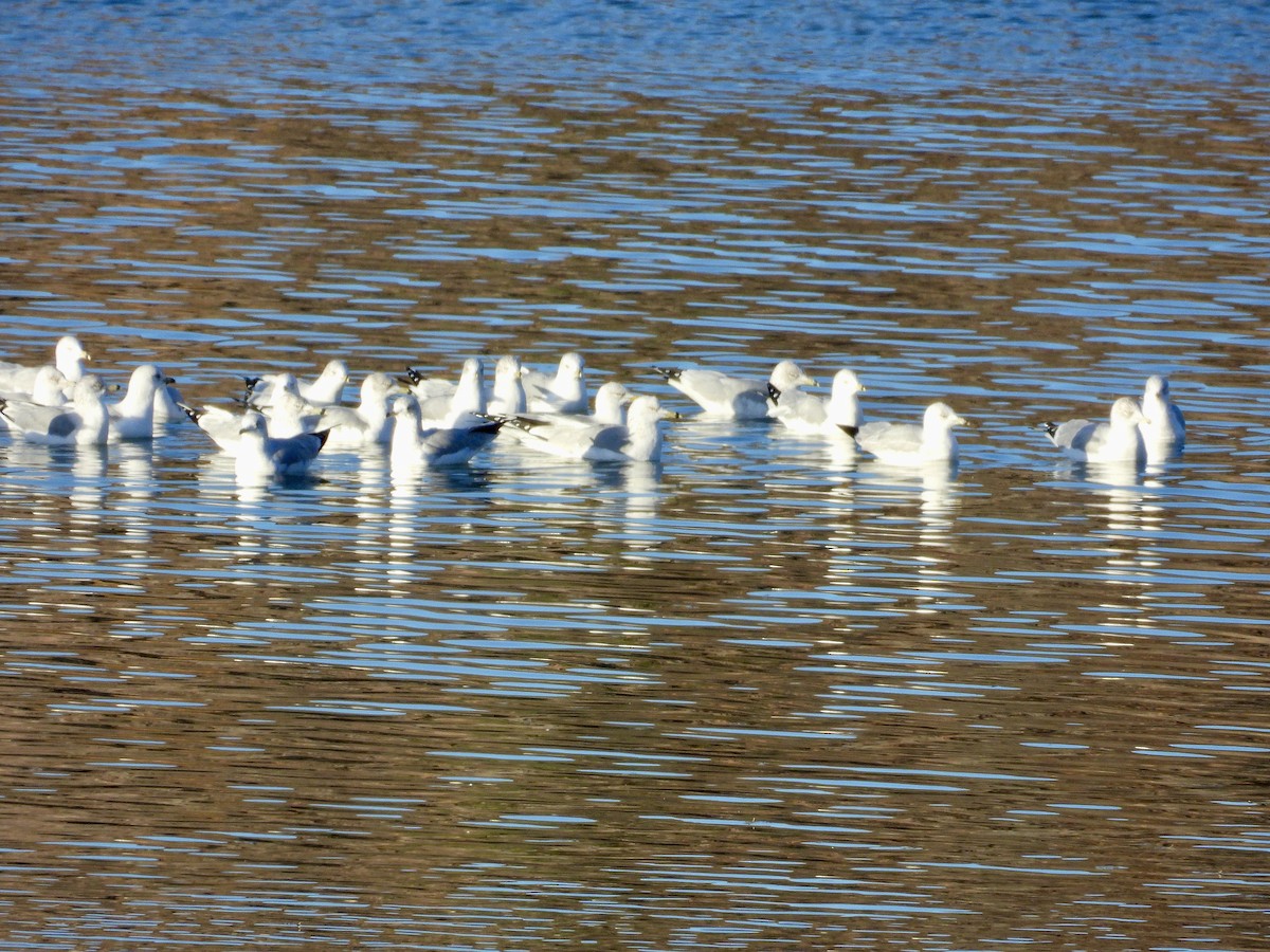 Halkalı Martı - ML646083840