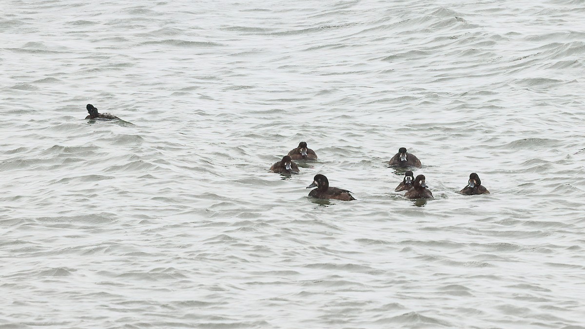 polák kaholka - ML646083841