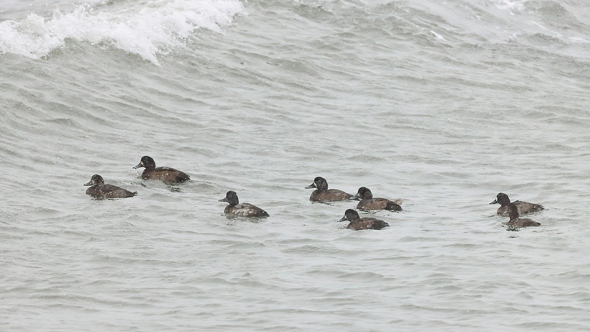 polák kaholka - ML646083842