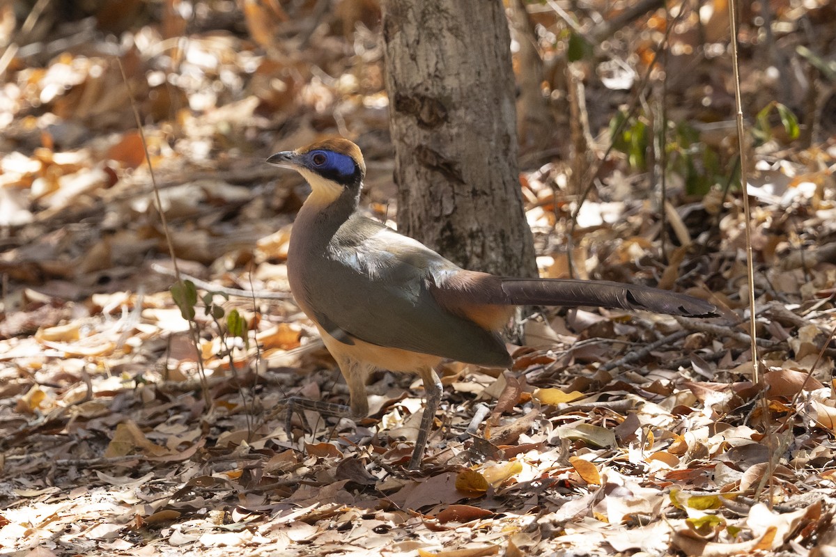 Red-capped Coua - ML646083844
