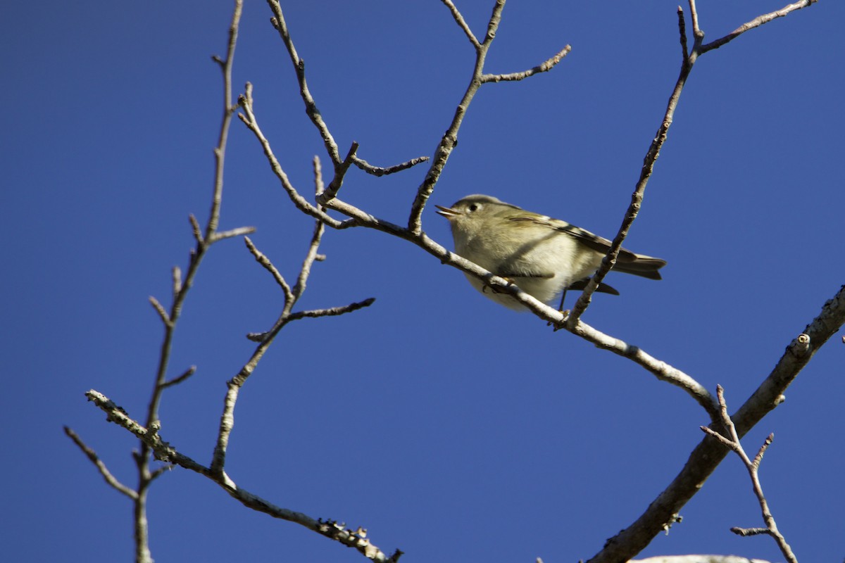Ruby-crowned Kinglet - ML646083848