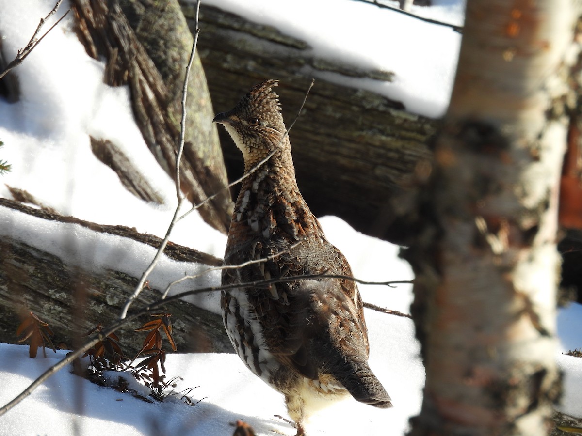 jeřábek kanadský - ML646083849