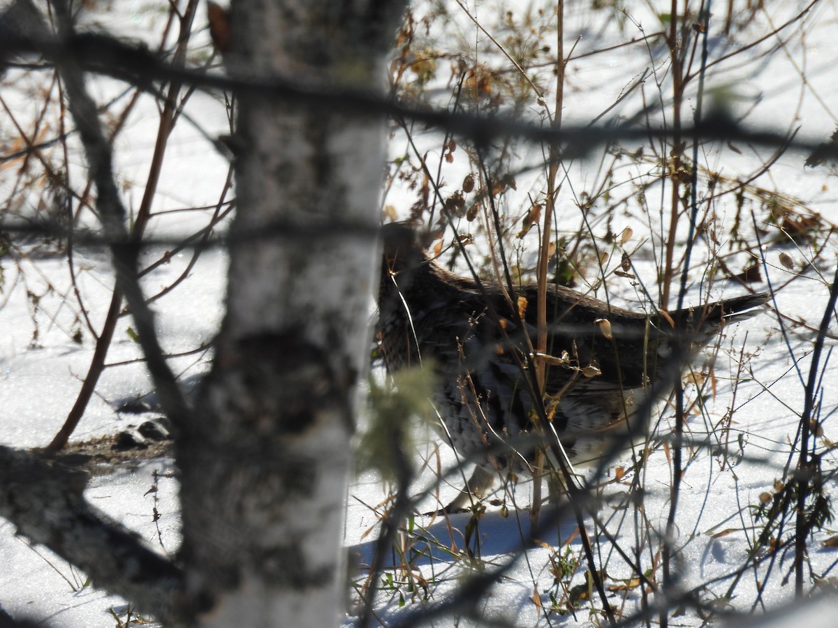 jeřábek kanadský - ML646083850