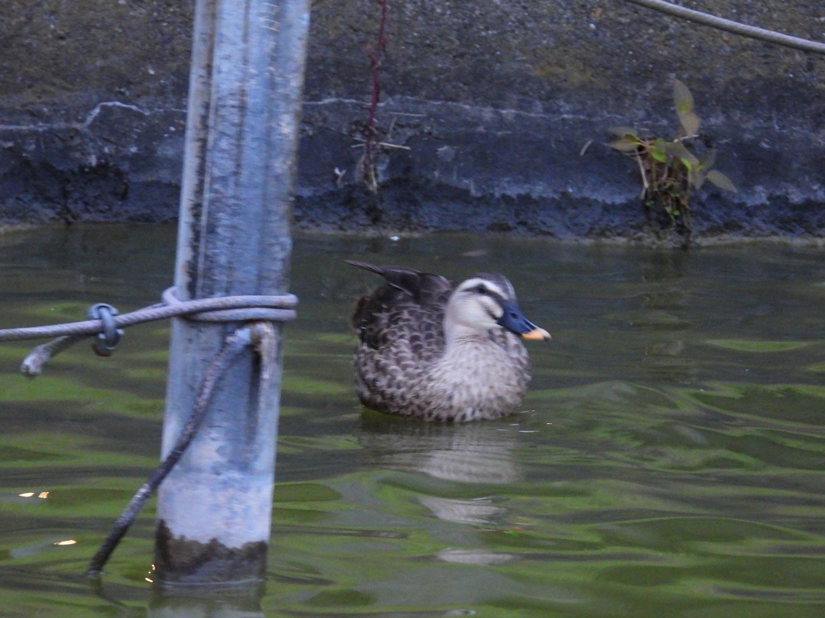 kinaand - ML646083852