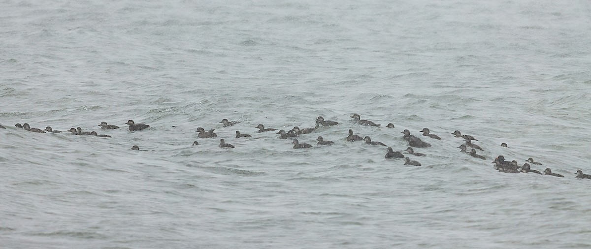 Amerika Kara Ördeği - ML646083858