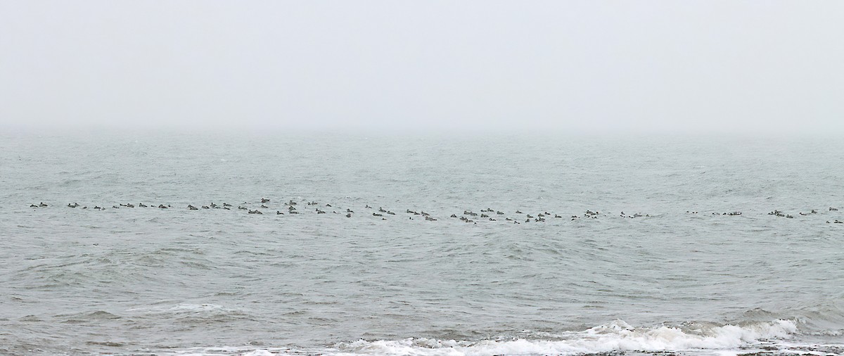 Amerika Kara Ördeği - ML646083859