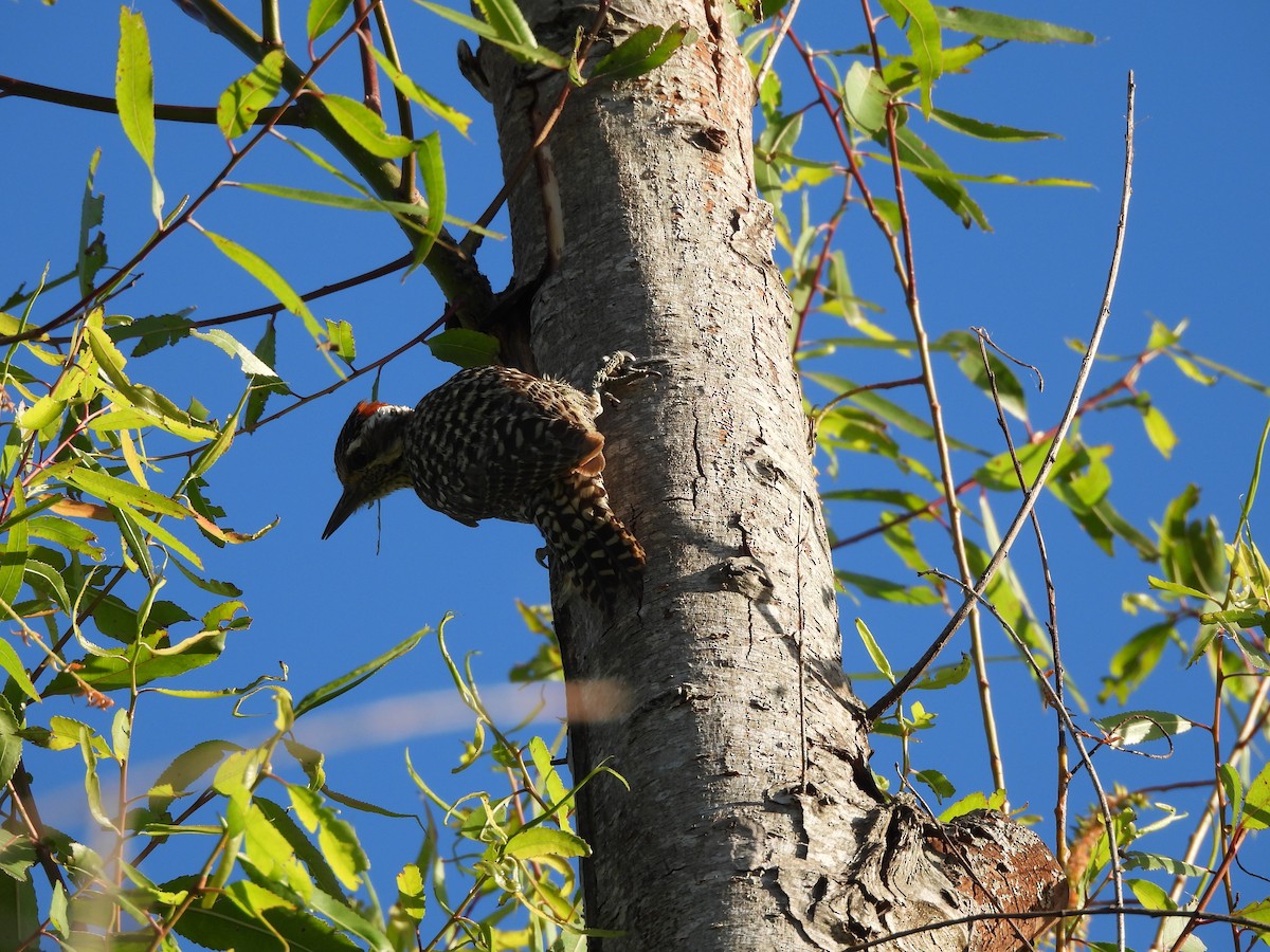 Damalı Ağaçkakan - ML646083861