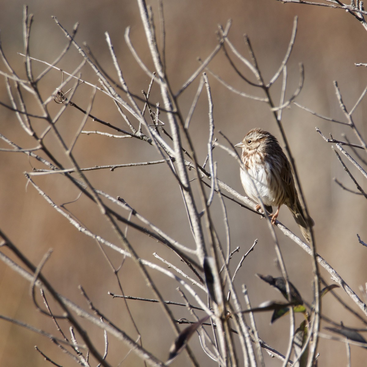 Ötücü Serçe - ML646083865