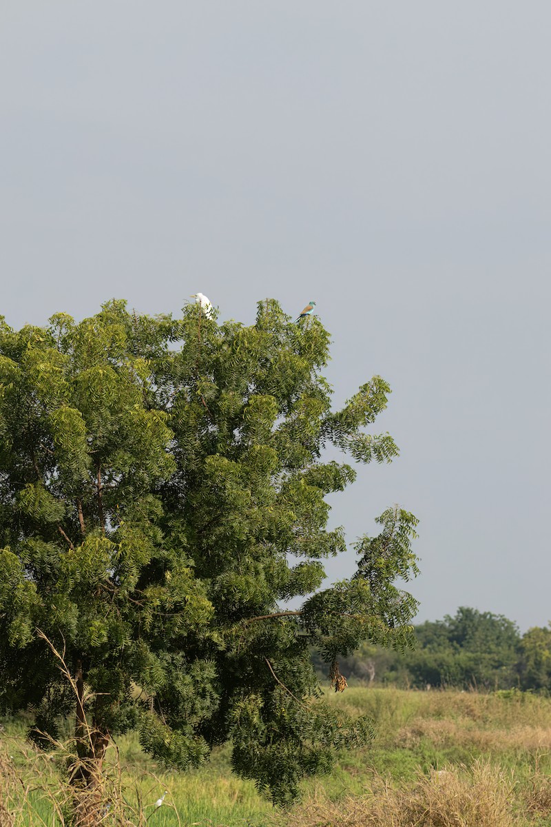 Habeş Gökkuzgunu - ML646083866