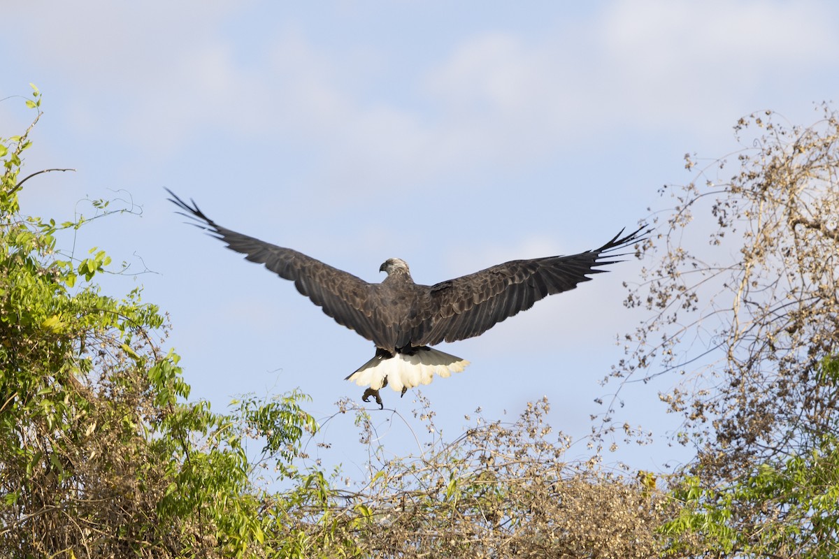 Madagaskar Ötücü Kartalı - ML646083867