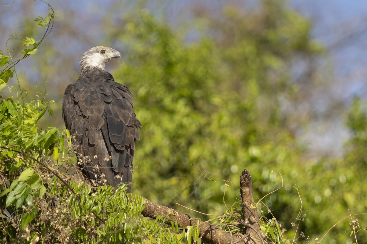 Madagaskar Ötücü Kartalı - ML646083868