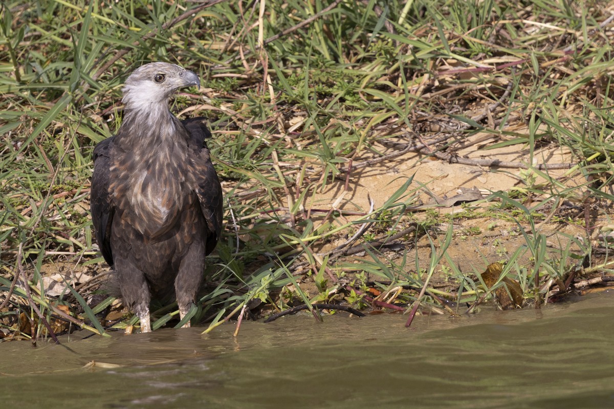 Madagaskar Ötücü Kartalı - ML646083869