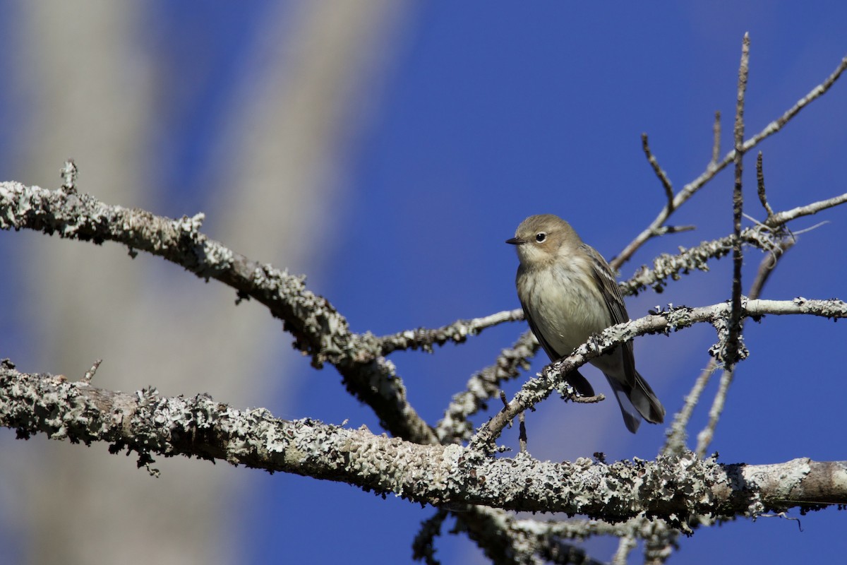 Taçlı Ötleğen - ML646083874