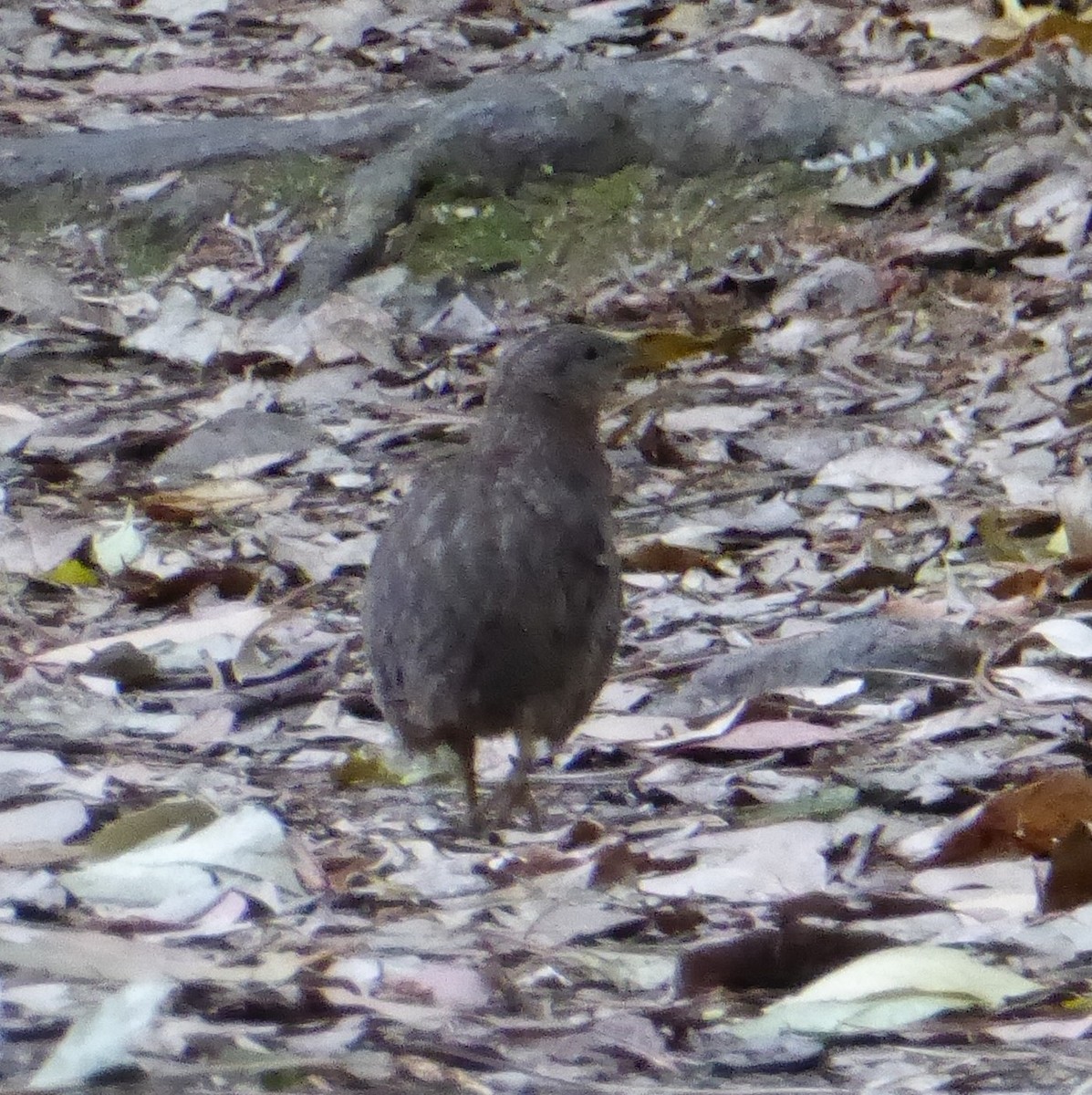 Boz Bıldırcın - ML646083875