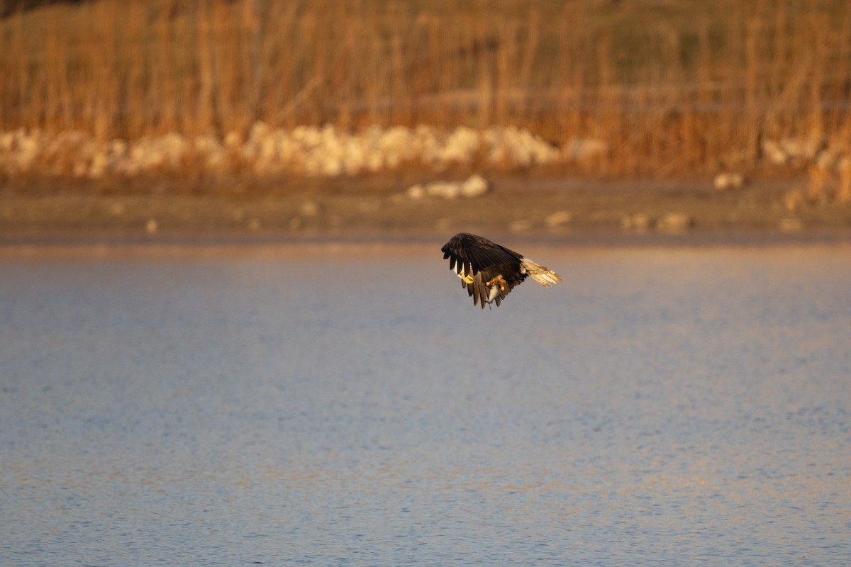 Ak Başlı Kartal - ML646083876